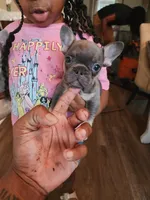 Male, a male French Bulldog for sale in Douglasville, GA – 2 of 10