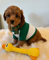 Chase , a male Maltipoo for sale in Fayetteville, AR – 5 of 5