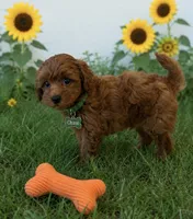 Chase , a male Maltipoo for sale in Fayetteville, AR – 3 of 5