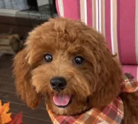 Chase , a male Maltipoo for sale in Fayetteville, AR – 1 of 5
