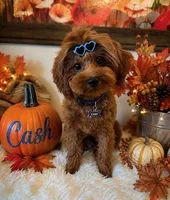 CASH SMALL MINI, a male Maltipoo for sale in Fayetteville, AR – 3 of 5