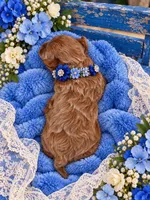 MARLEE, a female Maltipoo for sale in Fayetteville, AR – 2 of 5