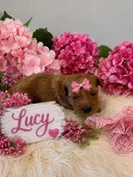 LUCY, a female Maltipoo for sale in Fayetteville, AR – 5 of 5