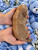 TEDDY, a male Maltipoo for sale in Fayetteville, AR – 4 of 4