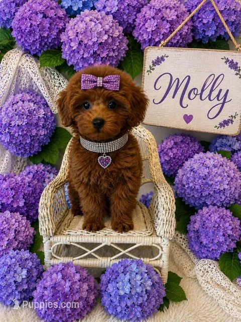 MOLLY – Maltipoo puppy for sale in Fayetteville, AR