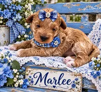 MARLEE, a female Maltipoo for sale in Fayetteville, AR – 3 of 5