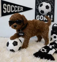 Cash, a male Maltipoo for sale in Fayetteville, AR – 4 of 5