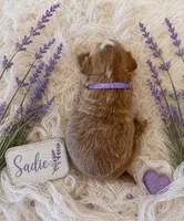 SADIE, a female Maltipoo for sale in Fayetteville, AR – 4 of 5