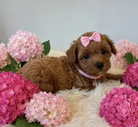 LUCY, a female Maltipoo for sale in Fayetteville, AR – 2 of 4