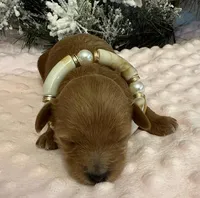 JOVI, a female Maltipoo for sale in Fayetteville, AR – Photo 3 of 5