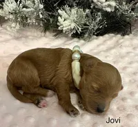 JOVI, a female Maltipoo for sale in Fayetteville, AR – Photo 2 of 5