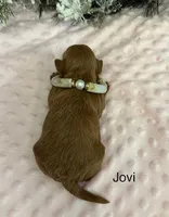 JOVI, a female Maltipoo for sale in Fayetteville, AR – Photo 5 of 5