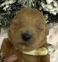 JOVI, a female Maltipoo for sale in Fayetteville, AR – Photo 1 of 5