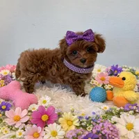 JOVI, a female Maltipoo for sale in Fayetteville, AR – Photo 4 of 5