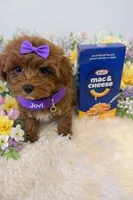 JOVI, a female Maltipoo for sale in Fayetteville, AR – Photo 5 of 5