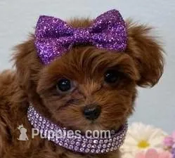 JOVI – Maltipoo puppy for sale in Fayetteville, AR