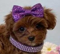 JOVI, a female Maltipoo for sale in Fayetteville, AR – Photo 1 of 5