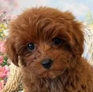 JOVI, a female Maltipoo for sale in Fayetteville, AR – Photo 3 of 5