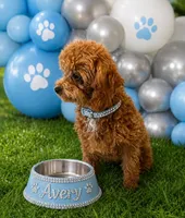 AVERY - SALE, a female Maltipoo for sale in Fayetteville, AR – 4 of 5