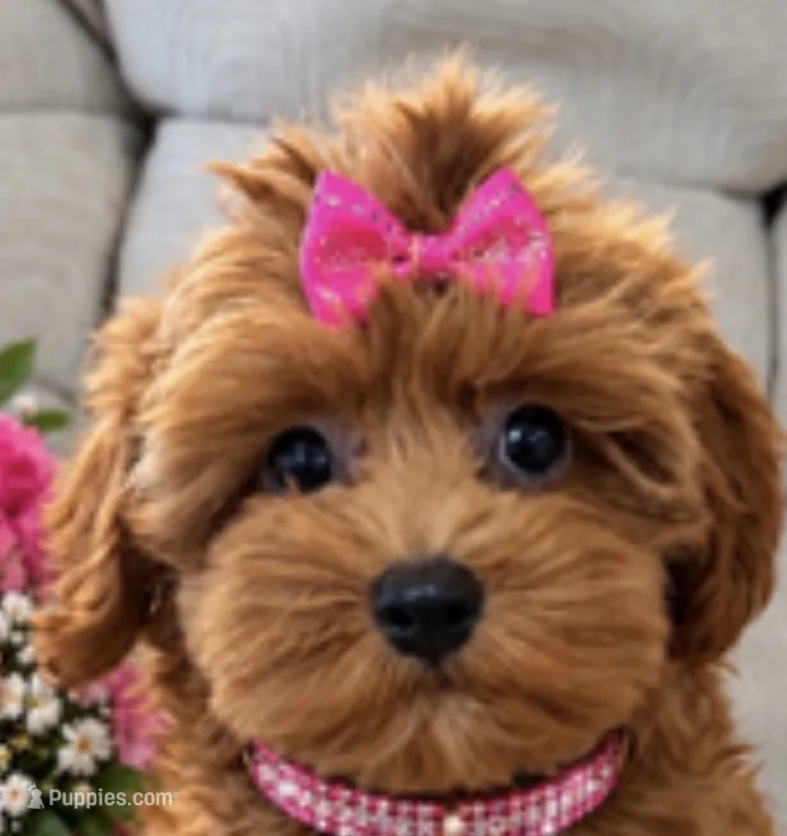 LUCY – Maltipoo puppy for sale in Fayetteville, AR