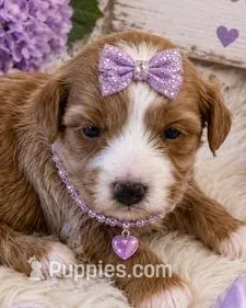 SADIE – Maltipoo puppy for sale in Fayetteville, AR