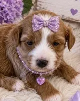 SADIE, a female Maltipoo for sale in Fayetteville, AR – 1 of 5