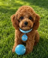 AVERY - SALE, a female Maltipoo for sale in Fayetteville, AR – 5 of 5