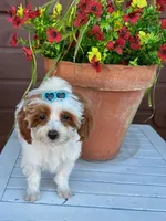 RUSH PRICE REDUCED , a male Maltipoo for sale in Fayetteville, AR – 2 of 5