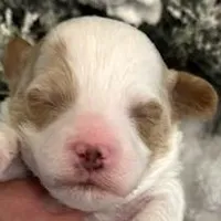 RUSH, a male Maltipoo for sale in Fayetteville, AR – Photo 2 of 5