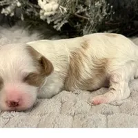 RUSH, a male Maltipoo for sale in Fayetteville, AR – Photo 3 of 5