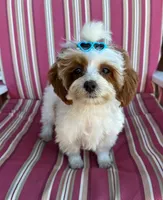 RUSH PRICE REDUCED , a male Maltipoo for sale in Fayetteville, AR – 4 of 5