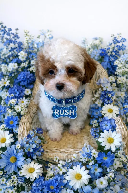RUSH – Maltipoo puppy for sale in Fayetteville, AR