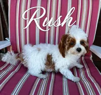 RUSH PRICE REDUCED , a male Maltipoo for sale in Fayetteville, AR – 5 of 5