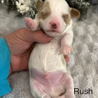 RUSH, a male Maltipoo for sale in Fayetteville, AR – Photo 4 of 5