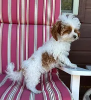 RUSH PRICE REDUCED , a male Maltipoo for sale in Fayetteville, AR – 3 of 5
