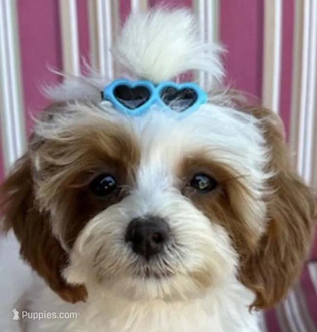 RUSH – Maltipoo puppy for sale in Fayetteville, AR