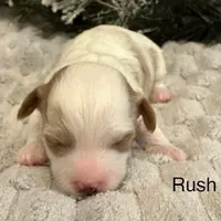 RUSH, a male Maltipoo for sale in Fayetteville, AR – Photo 1 of 5