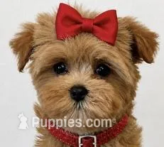 Ellie, a female Maltipoo for sale in Fayetteville, AR – Photo 1 of 4