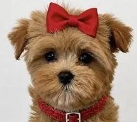 Ellie, a female Maltipoo for sale in Fayetteville, AR – Photo 1 of 4