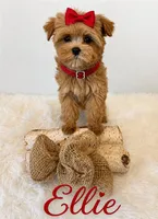 Ellie, a female Maltipoo for sale in Fayetteville, AR – Photo 4 of 4
