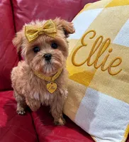 Ellie, a female Maltipoo for sale in Fayetteville, AR – Photo 3 of 4