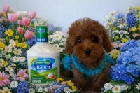 SCARLET RED, a female Maltipoo for sale in Fayetteville, AR – Photo 2 of 5