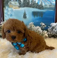 SCARLET RED, a female Maltipoo for sale in Fayetteville, AR – Photo 3 of 5