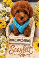 SCARLET RED, a female Maltipoo for sale in Fayetteville, AR – Photo 4 of 5