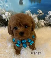 SCARLET RED, a female Maltipoo for sale in Fayetteville, AR – Photo 5 of 5