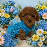 SCARLET RED, a female Maltipoo for sale in Fayetteville, AR – Photo 3 of 5