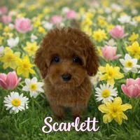 SCARLET RED, a female Maltipoo for sale in Fayetteville, AR – Photo 5 of 5