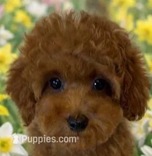 SCARLET RED – Maltipoo puppy for sale in Fayetteville, AR