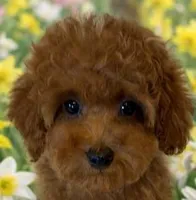 SCARLET RED, a female Maltipoo for sale in Fayetteville, AR – Photo 1 of 5