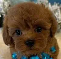SCARLET RED, a female Maltipoo for sale in Fayetteville, AR – Photo 1 of 5